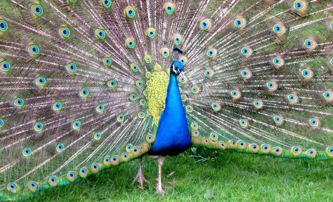 Vogelpark Heiligenkirchen 1