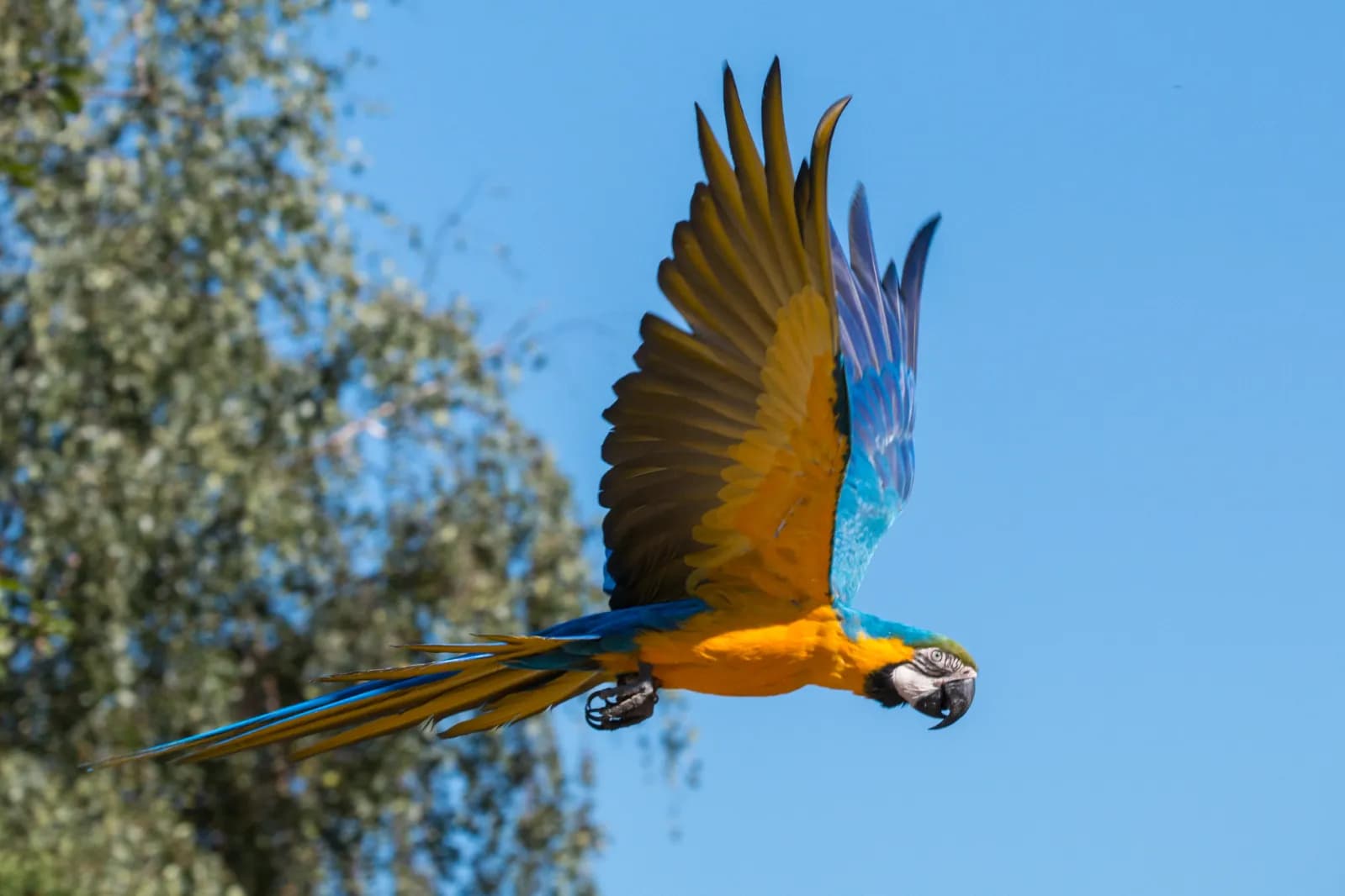 Vogelpark Heiligenkirchen 2