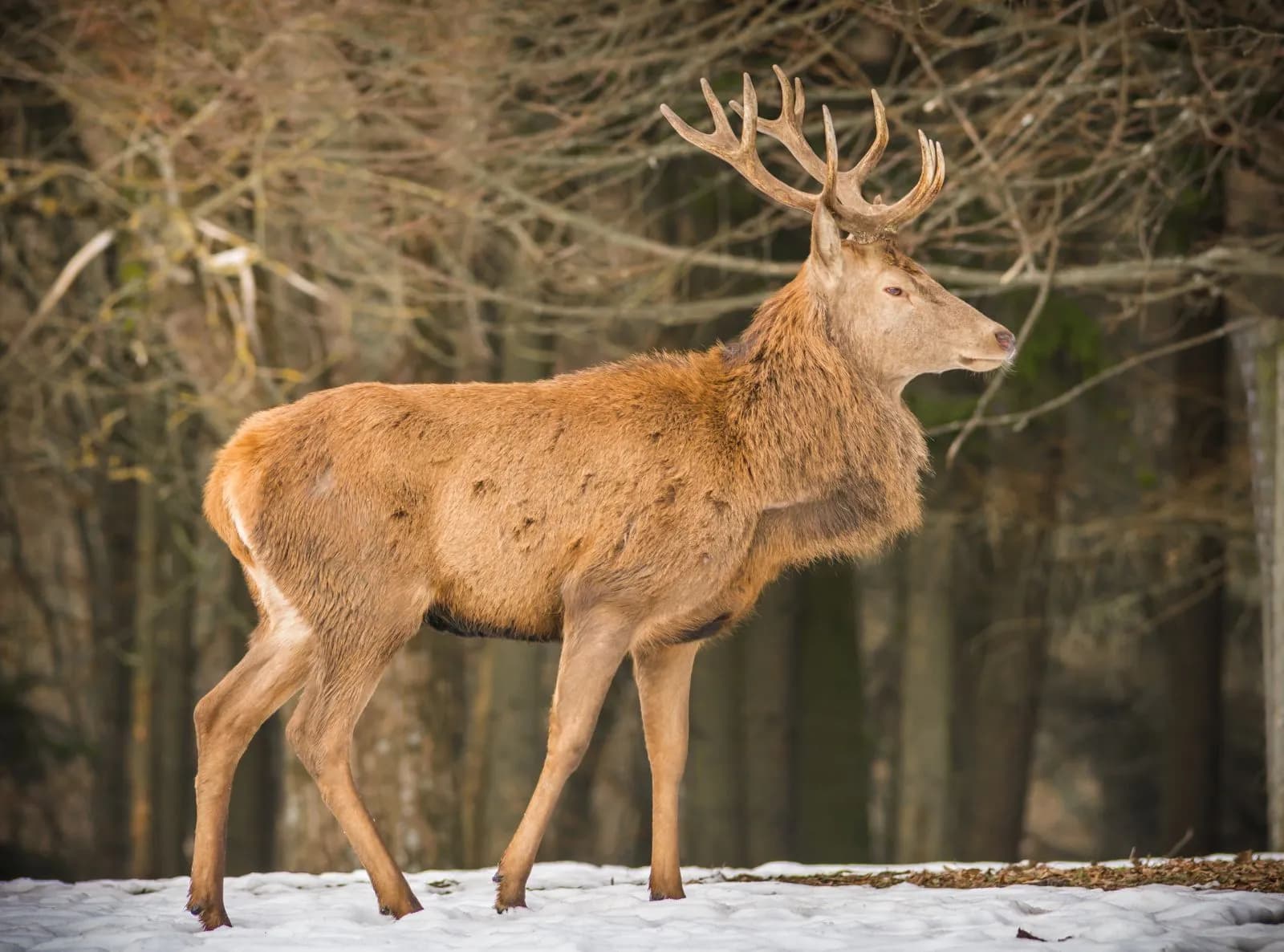 Wildpark Hundshaupten 2