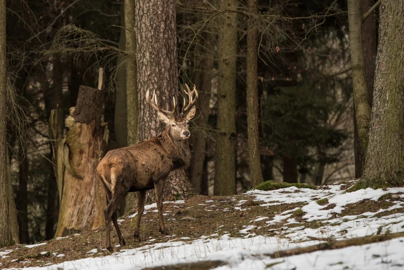 Wildpark Hundshaupten 1