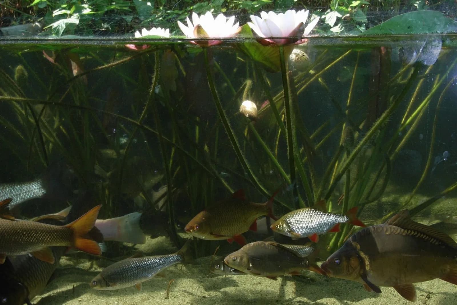 Freiland-Aquarium und -Terrarium Stein 3