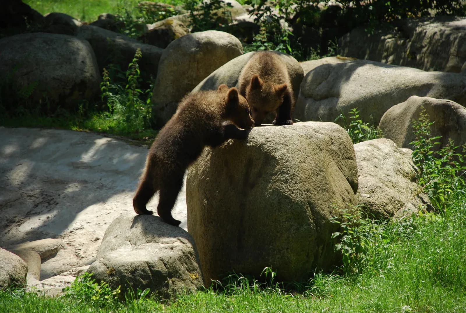 Tierpark Hexentanzplatz 2