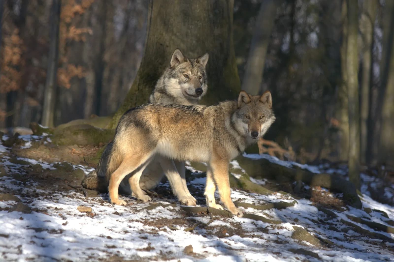 Tierpark Hexentanzplatz 7