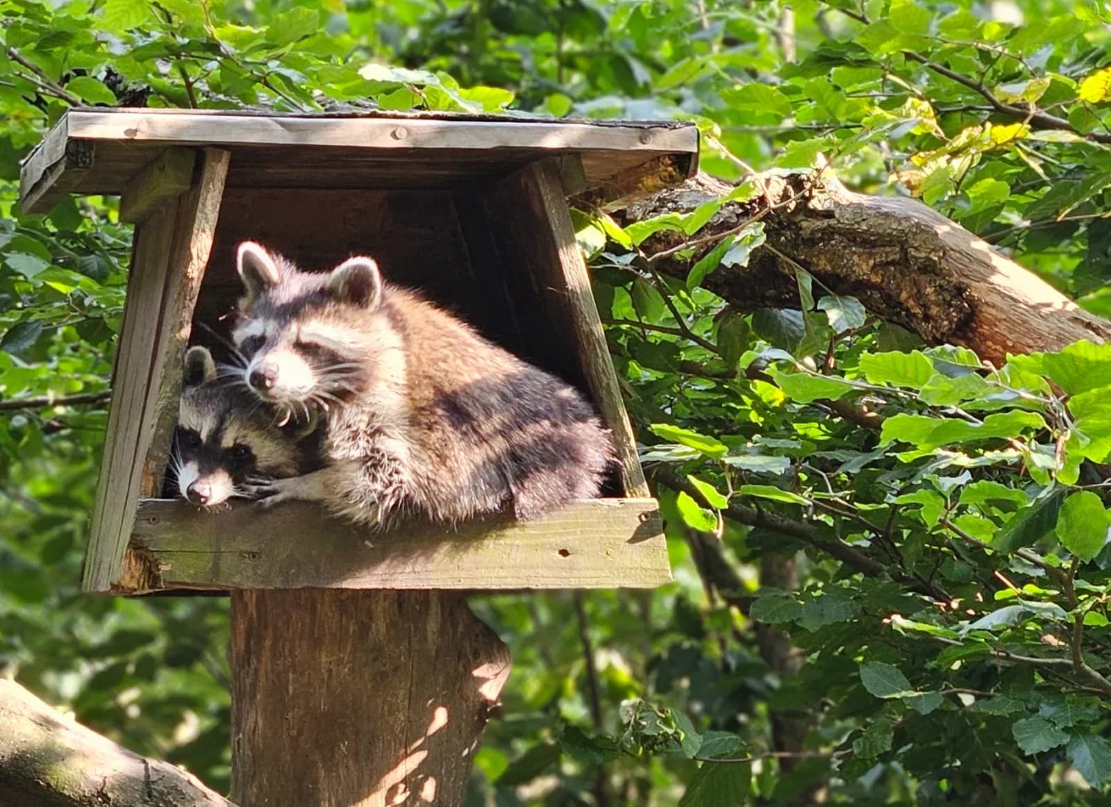 Tierpark Hexentanzplatz 5