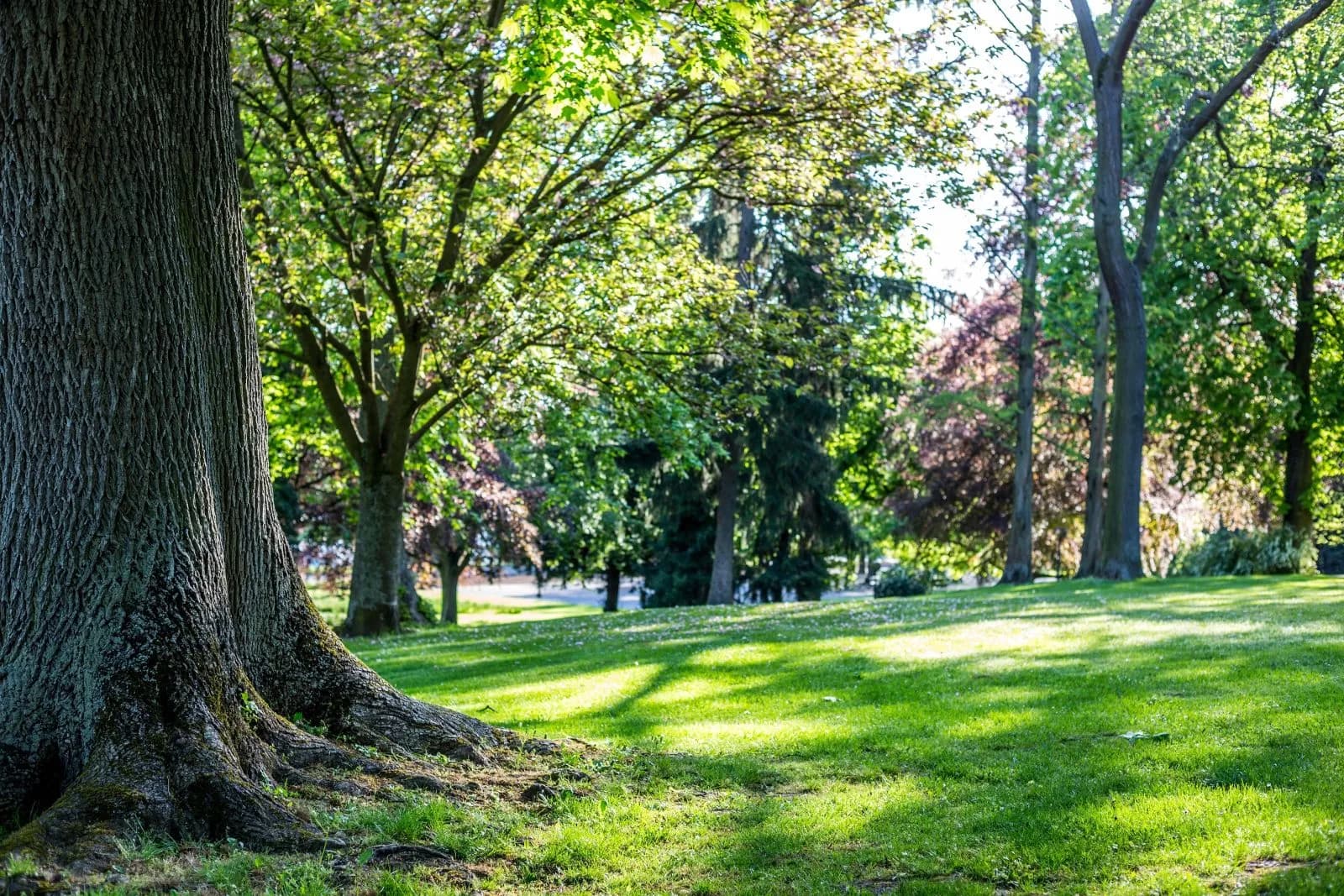 Volkspark Mainz 3