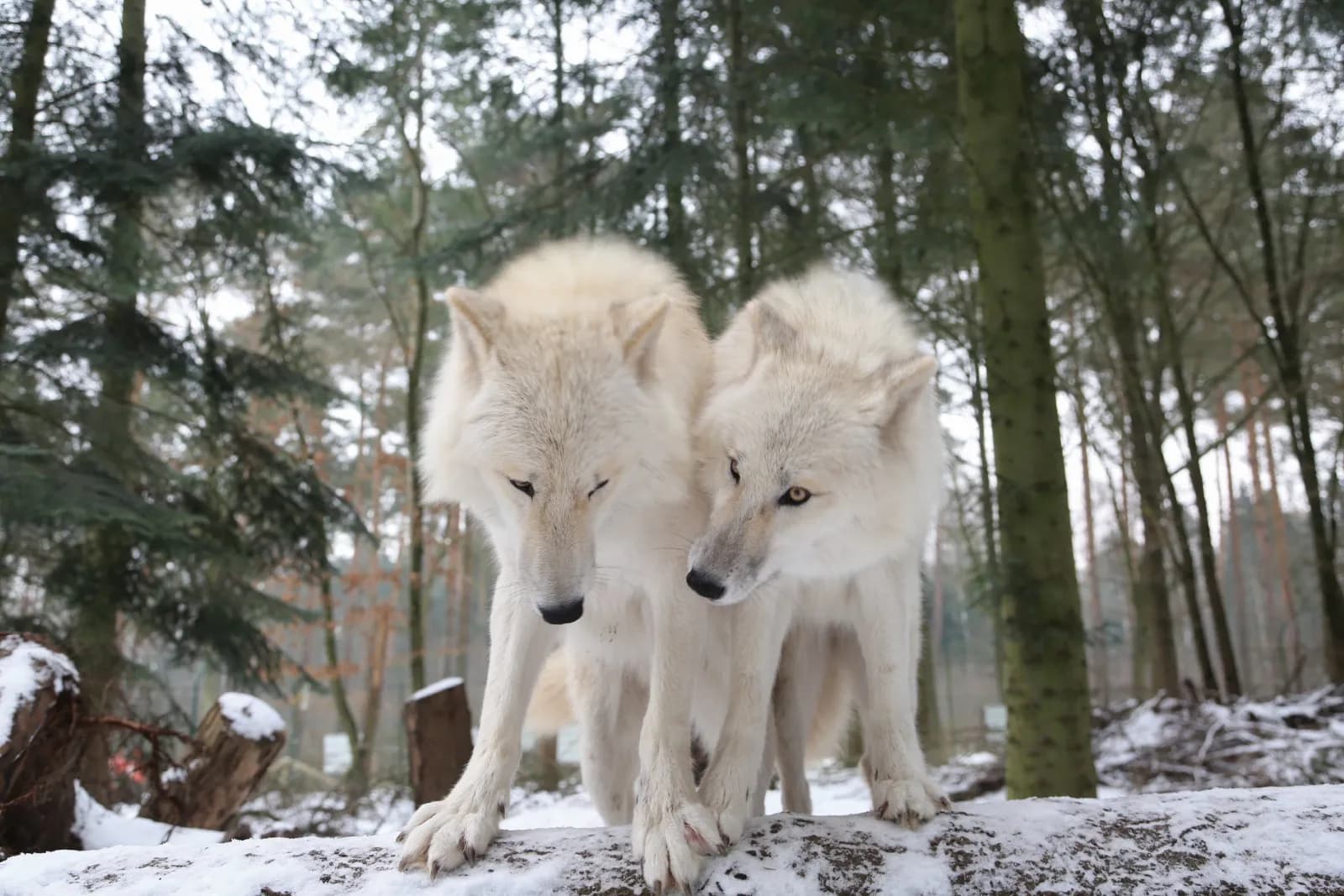 Wolfcenter Dörverden 3