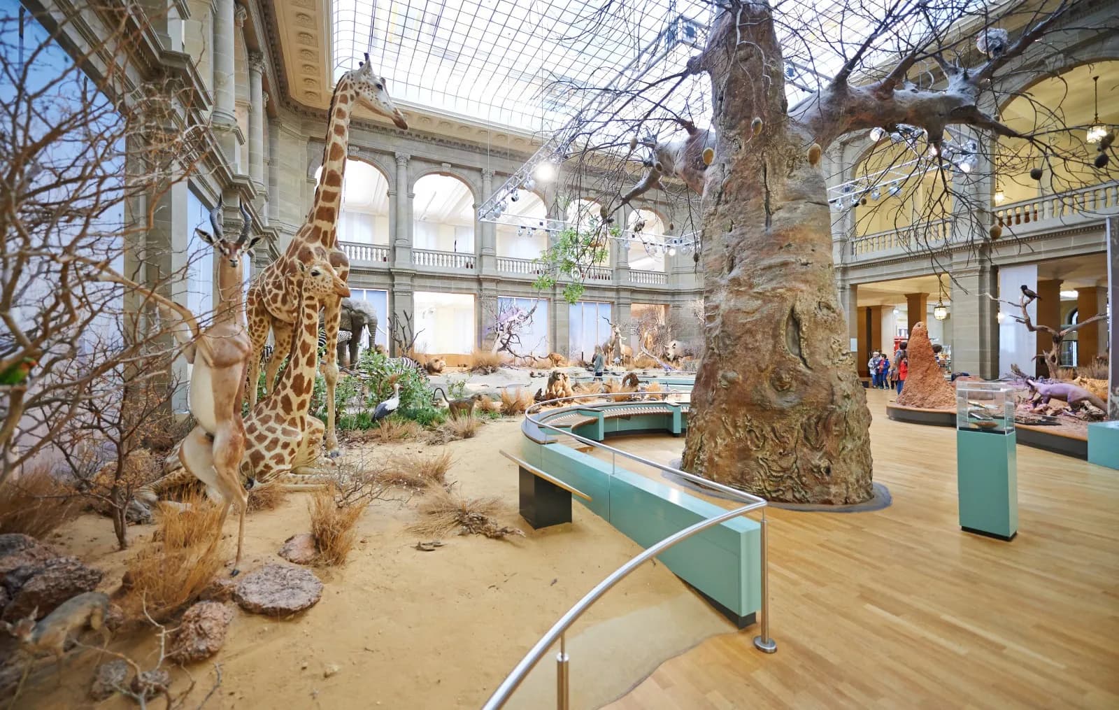 Museum Koenig Bonn 1