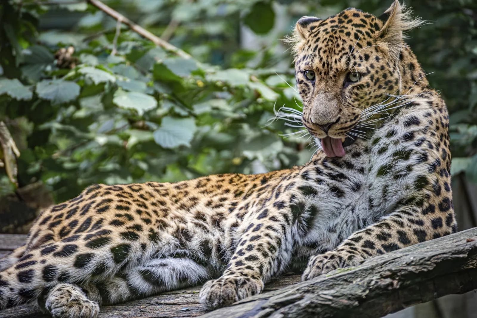 Tierpark Cottbus 1