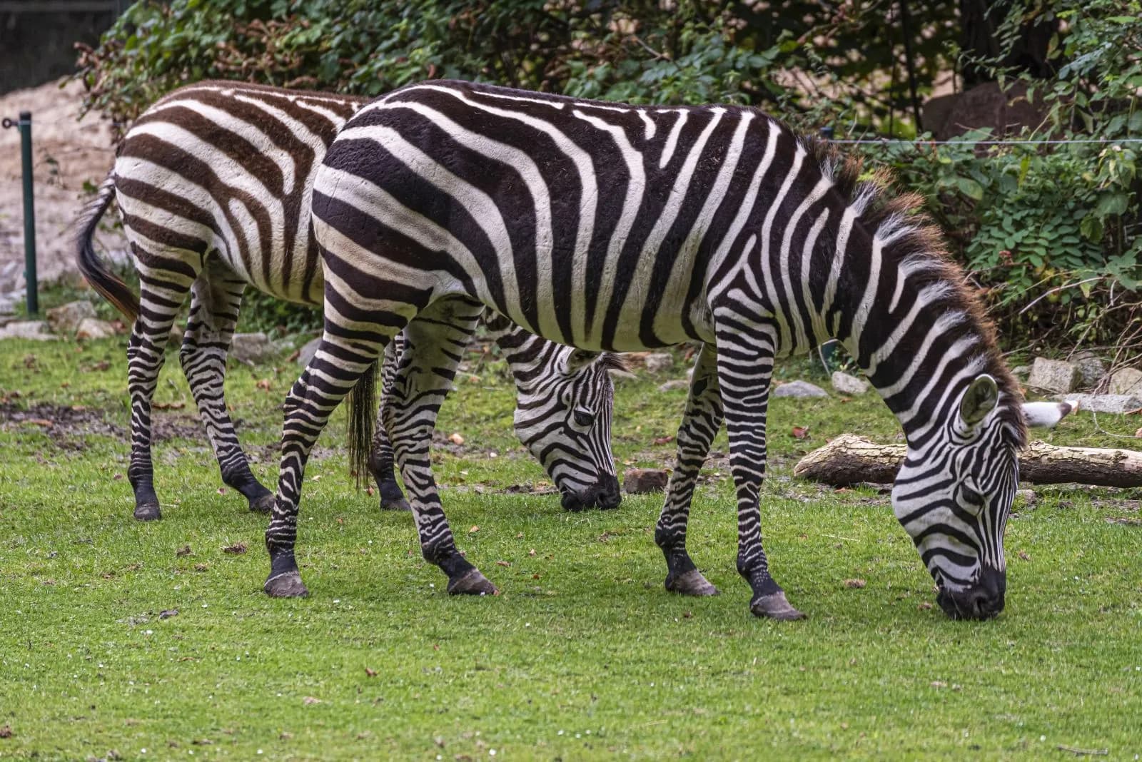 Tierpark Cottbus 2