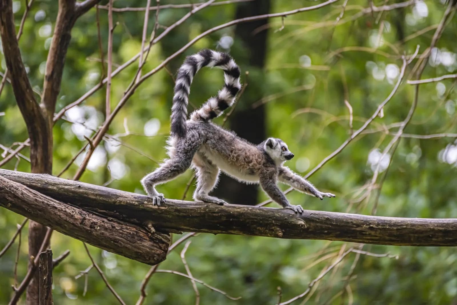 Tierpark Cottbus 4