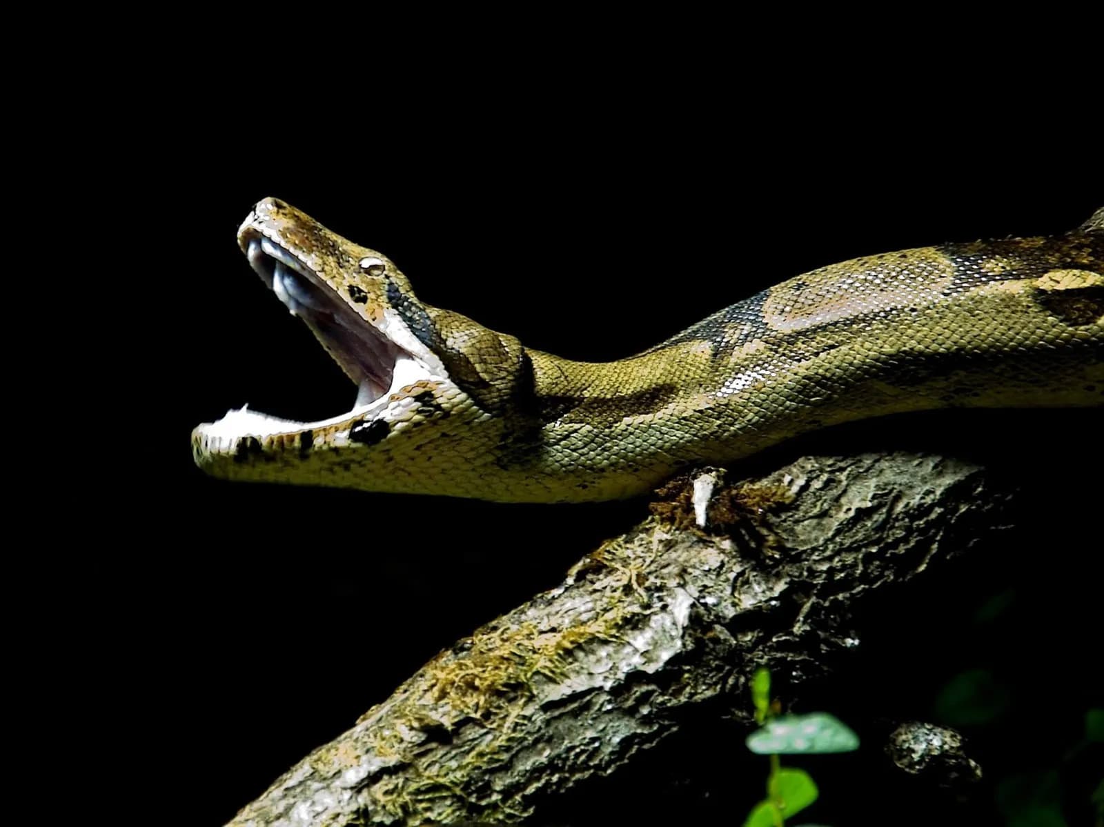 Reptilium Terrarien- und Wüstenzoo 1