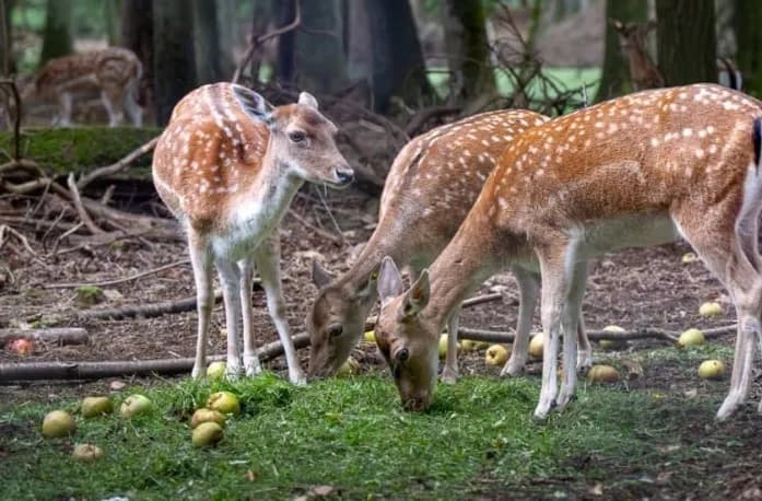 Wild- und Freizeitpark Höllohe 1
