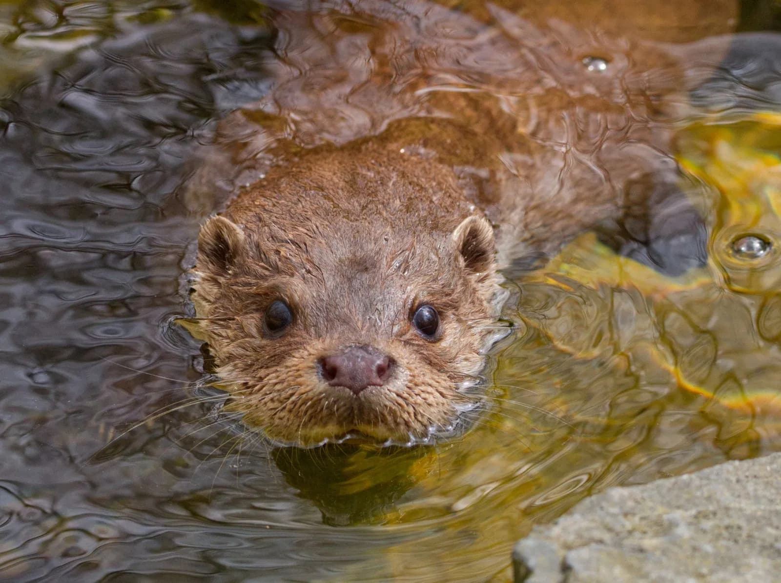 OTTER-ZENTRUM Hankensbüttel 2