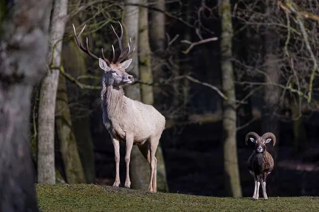 Wildpark Johannismühle 1