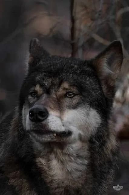 Wildpark Johannismühle 3