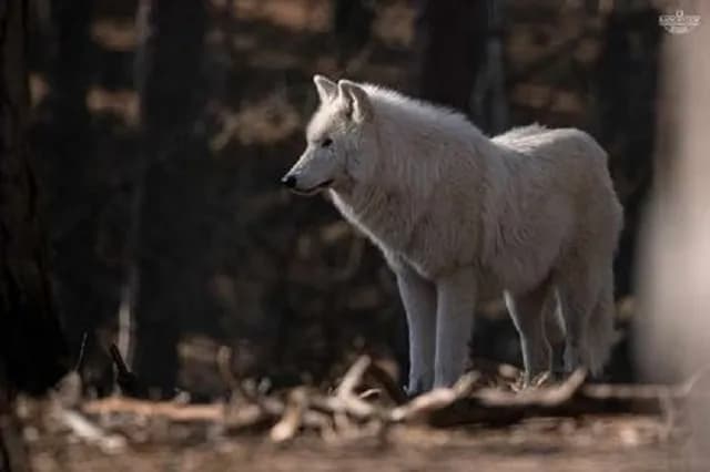 Wildpark Johannismühle 2