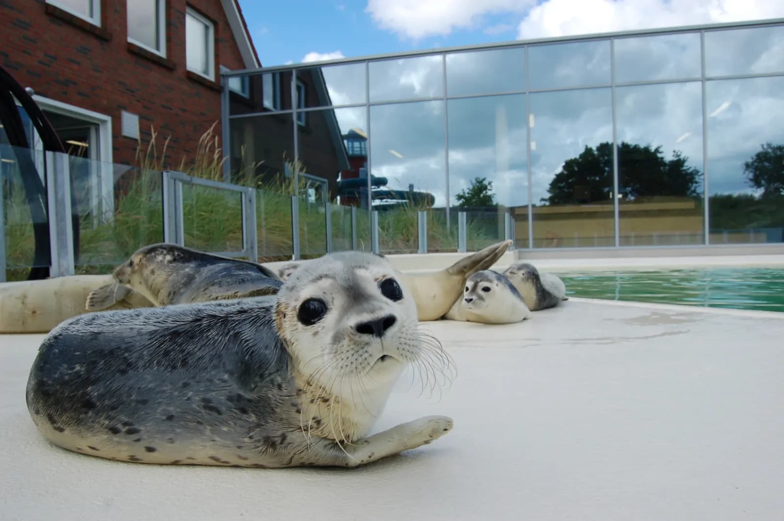 Seehundstation Nationalpark-Haus 2