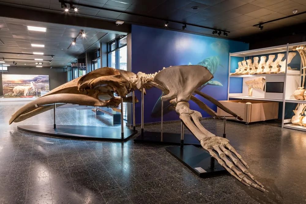 Museum der Natur Hamburg – Zoologie 3