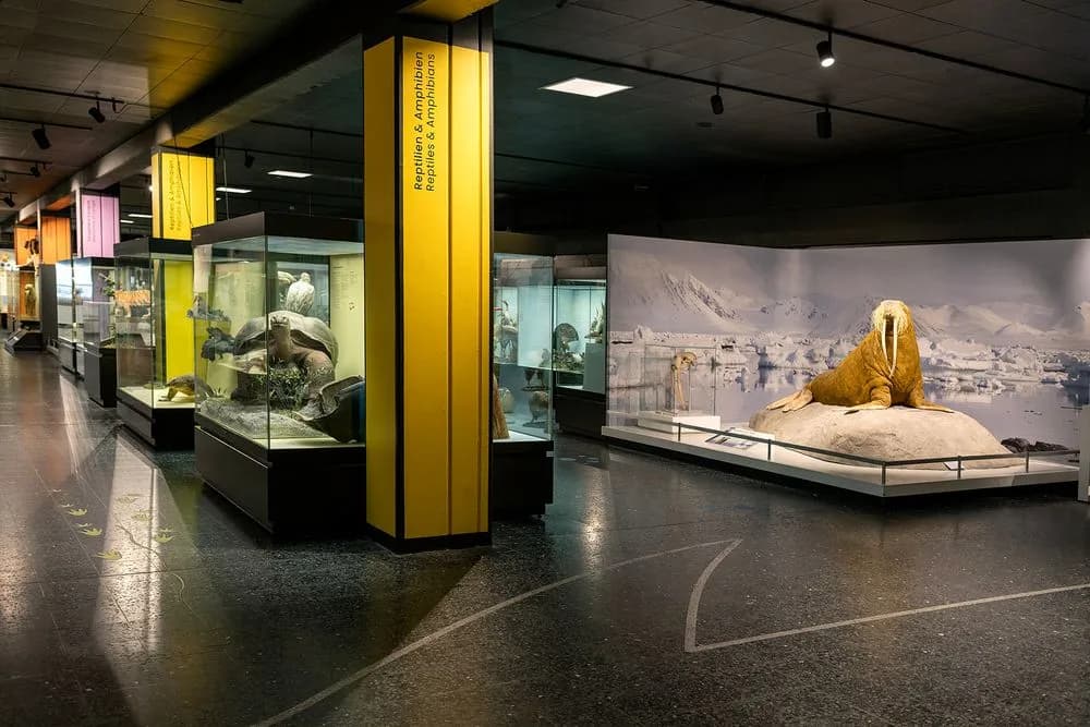 Museum der Natur Hamburg – Zoologie 4
