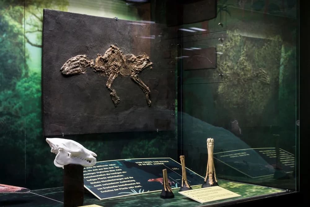 Museum der Natur Hamburg – Geologie-Paläontologie 4
