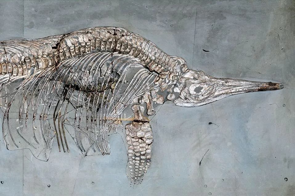 Museum der Natur Hamburg – Geologie-Paläontologie 7