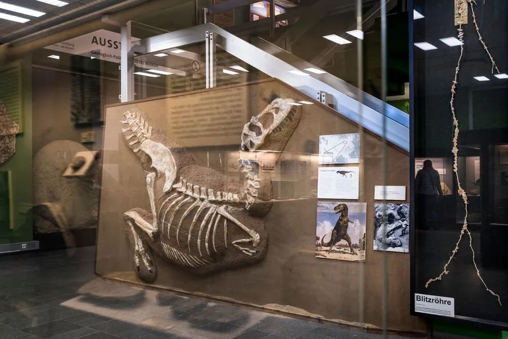 Museum der Natur Hamburg – Geologie-Paläontologie 5