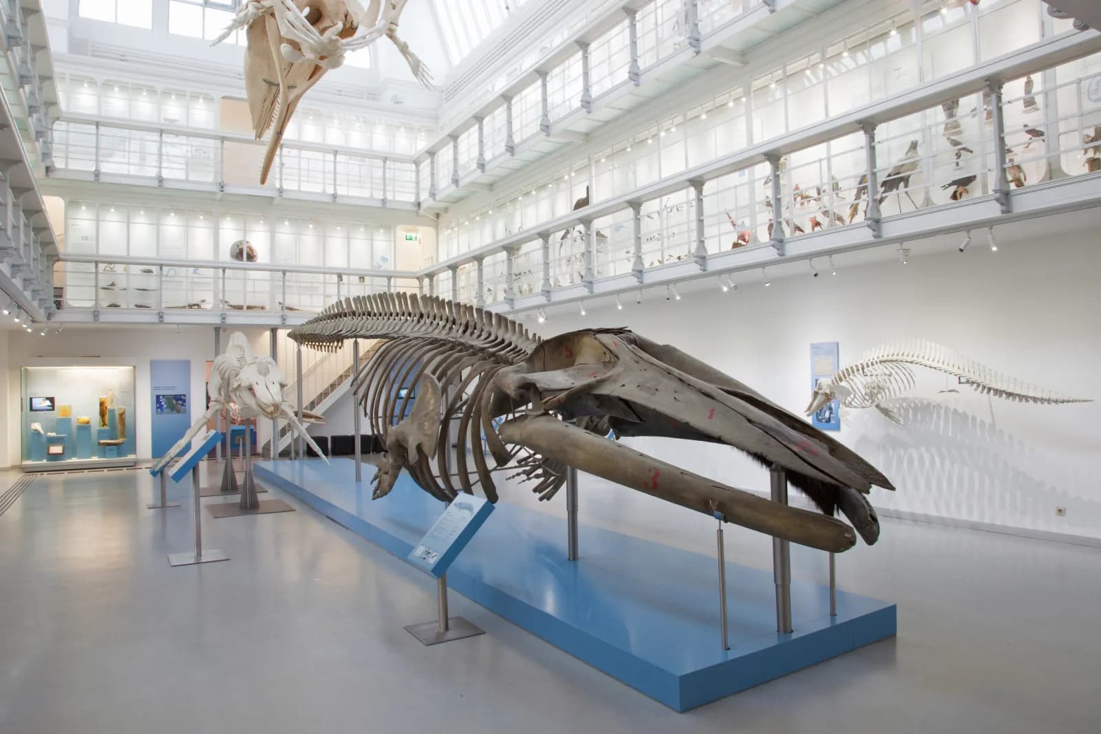 Zoologisches Museum Kiel 1