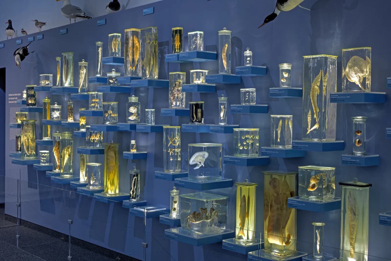 Zoologisches Museum Kiel 8
