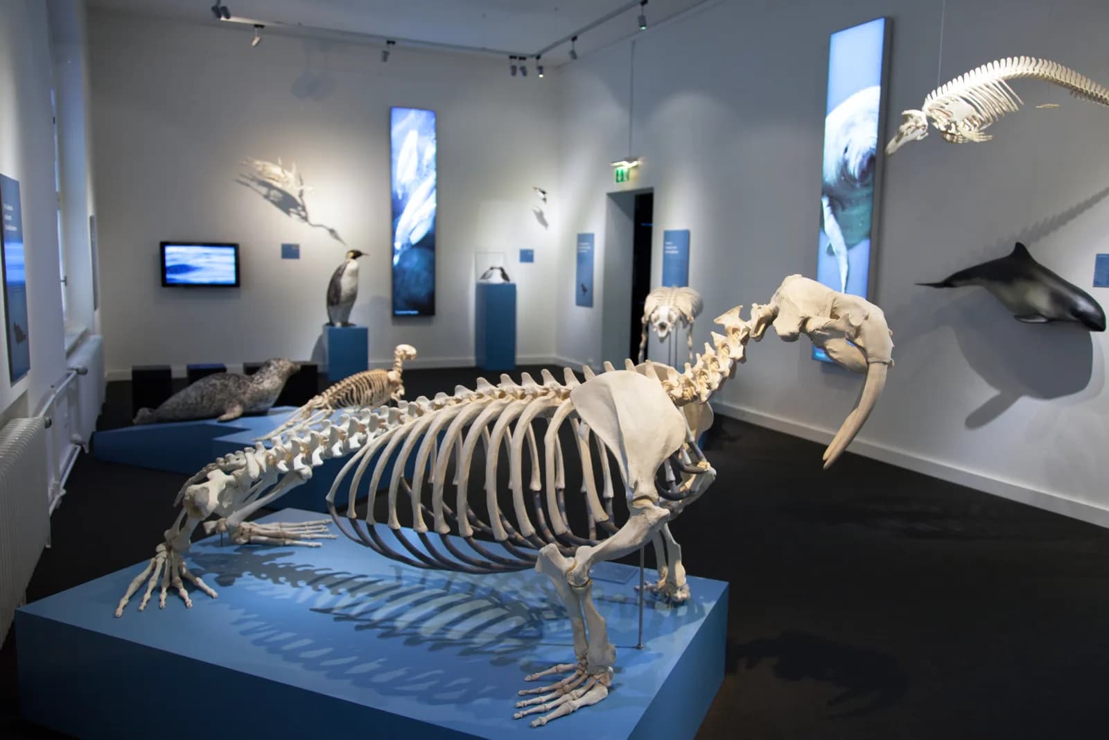Zoologisches Museum Kiel 4