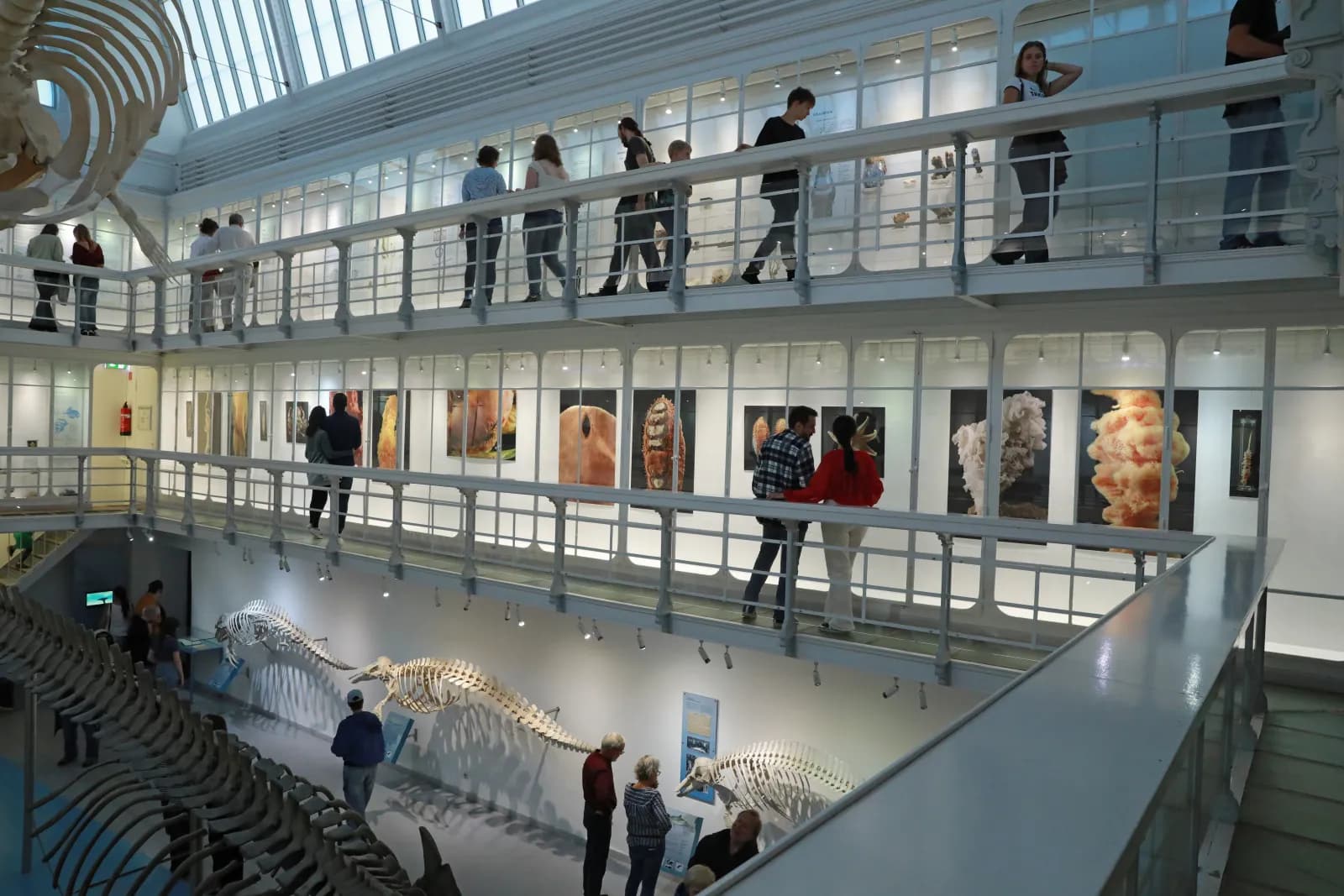 Zoologisches Museum Kiel 6