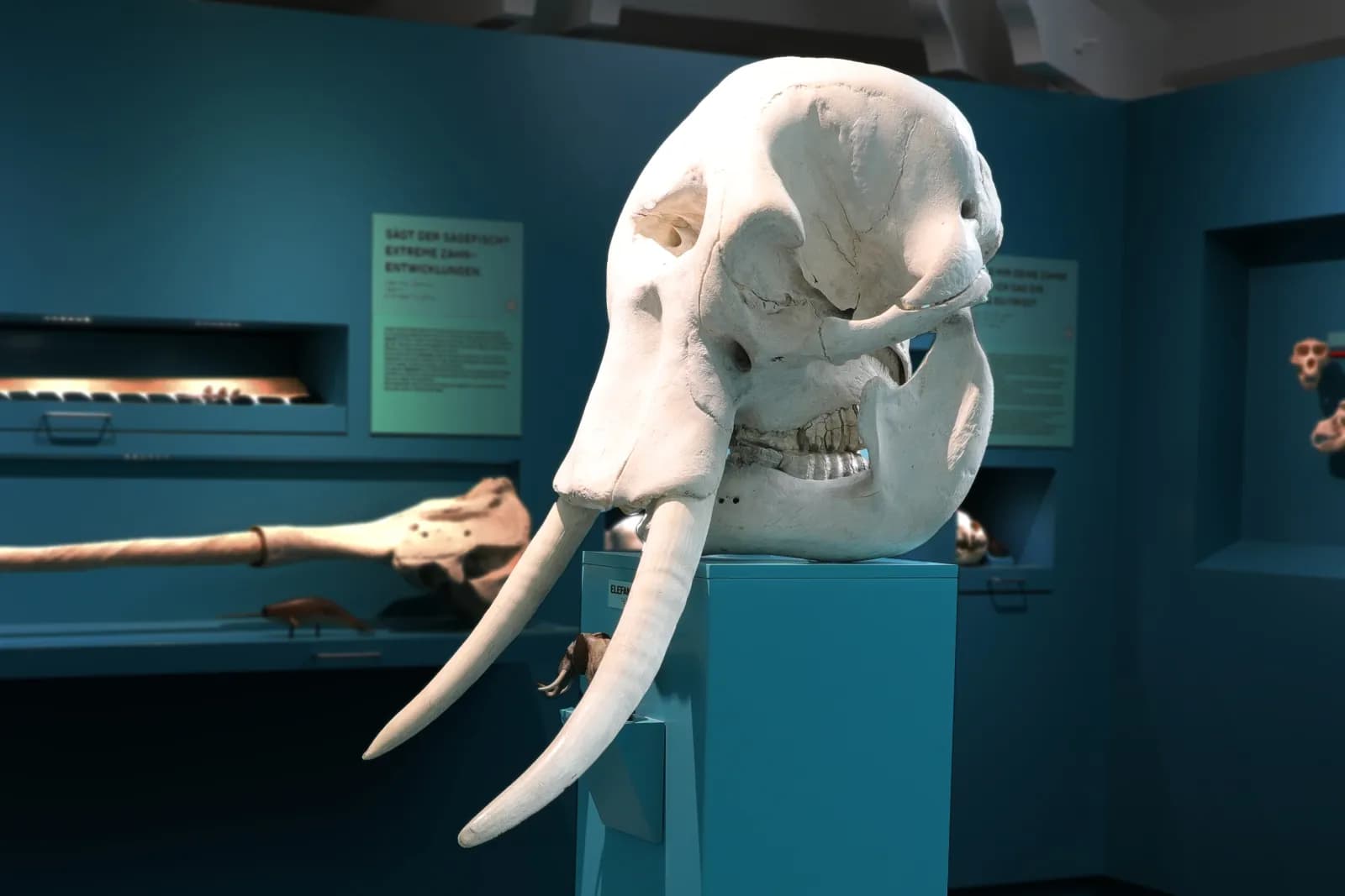 Zoologisches Museum Kiel 7