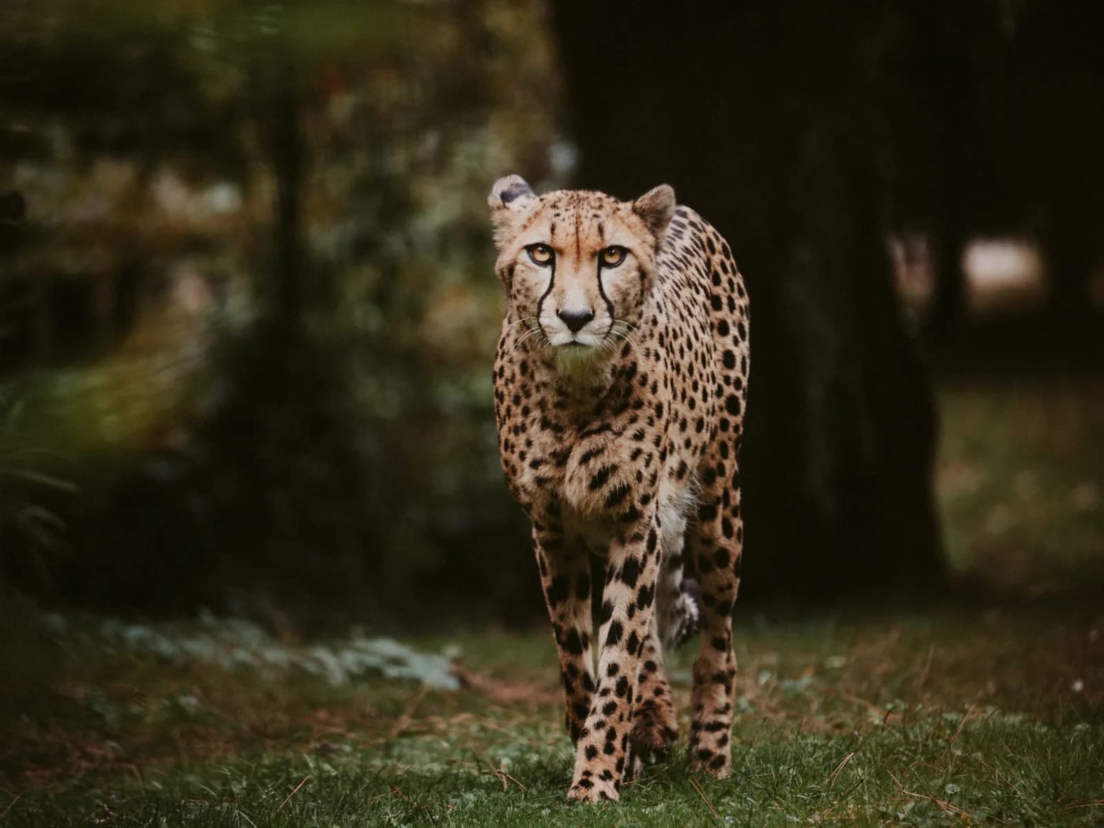 Allwetterzoo Münster 1
