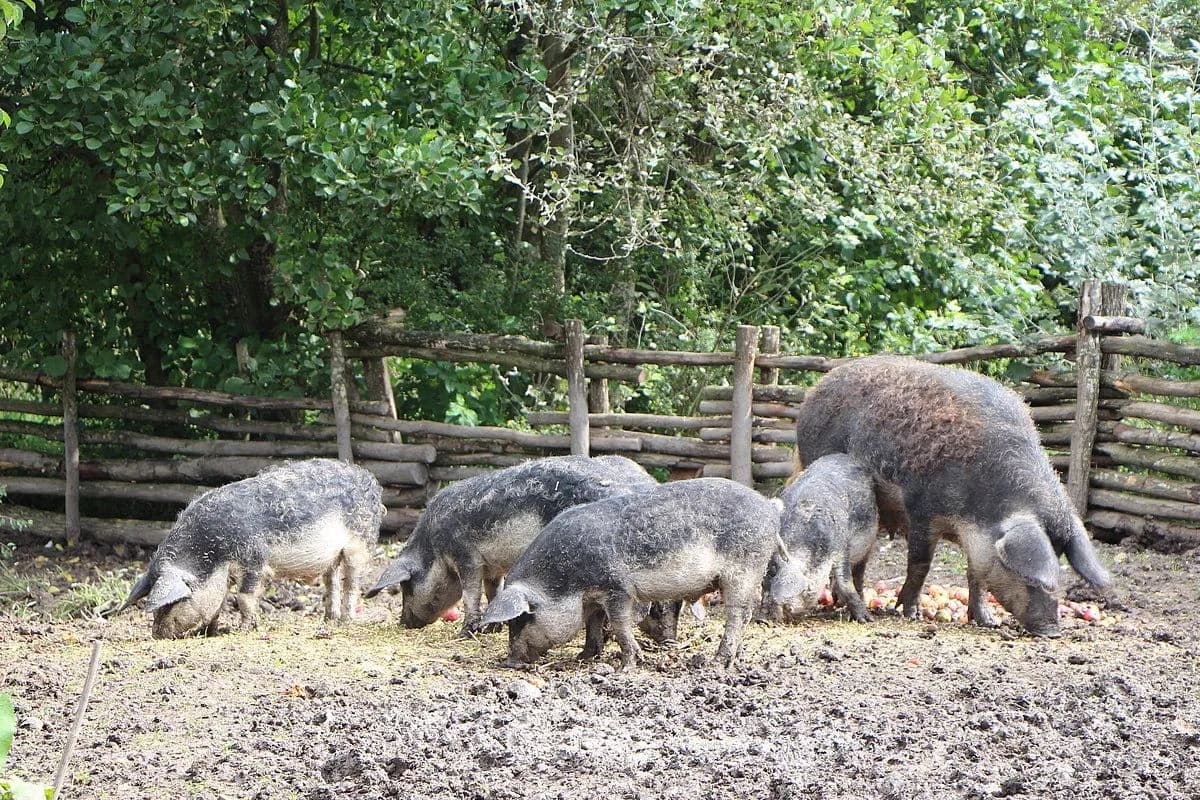Fränkisches Freilandmuseum 2