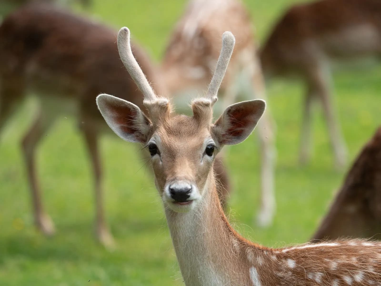 Wildpark Düsseldorf Grafenberg 1