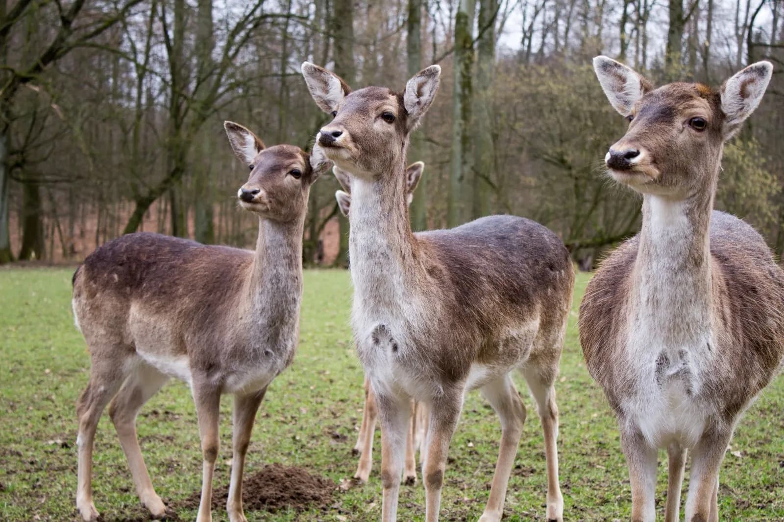 Wildpark Düsseldorf Grafenberg 2