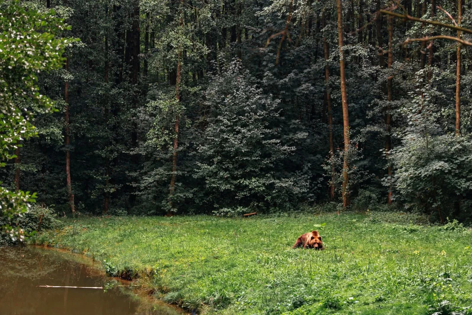 BÄRENWALD Müritz 3