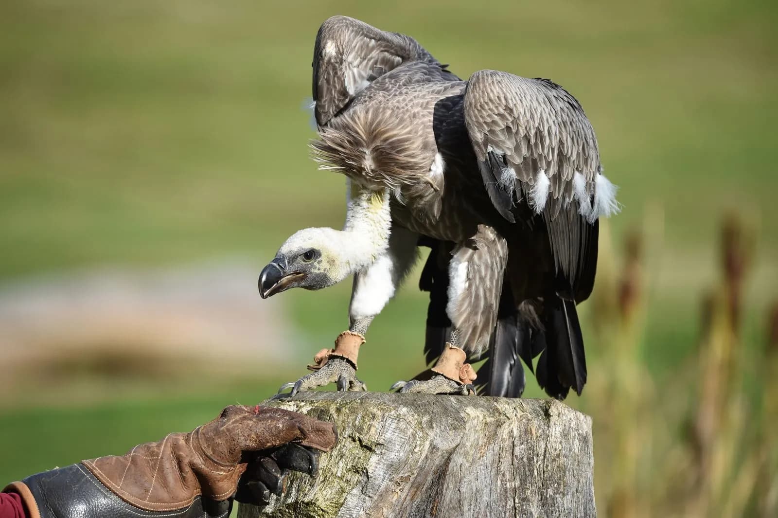 Vogelpark Marlow 2