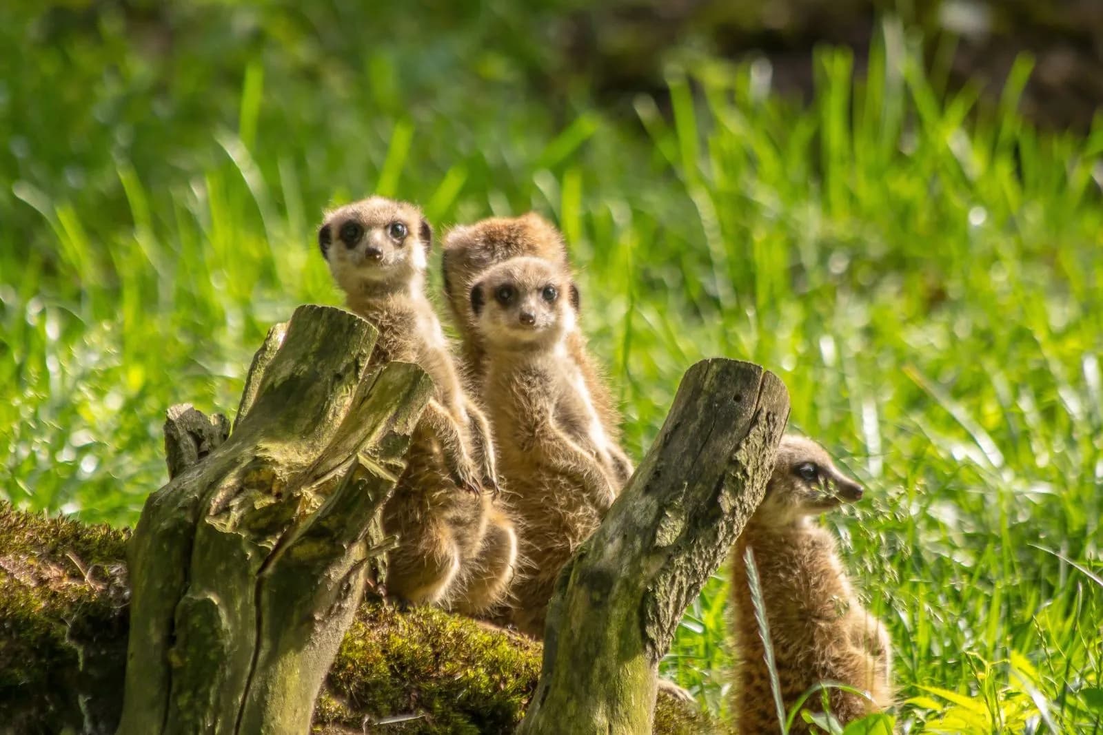 Zoo Krefeld 2