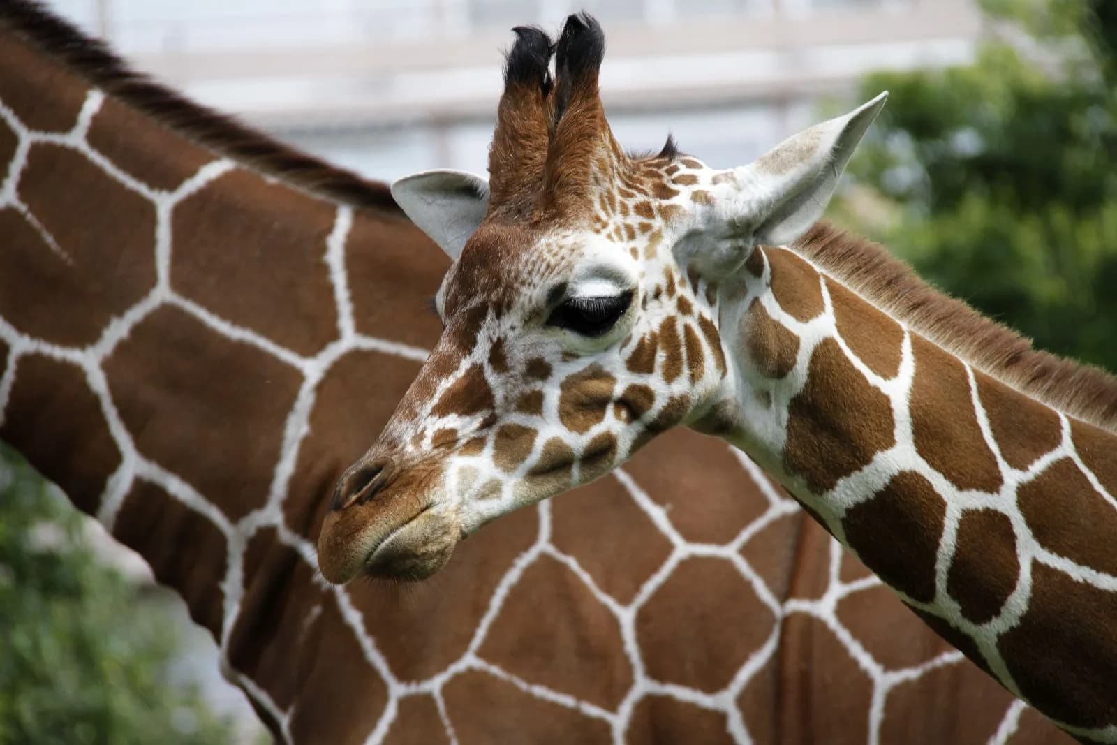 Zoologischer Stadtgarten 1