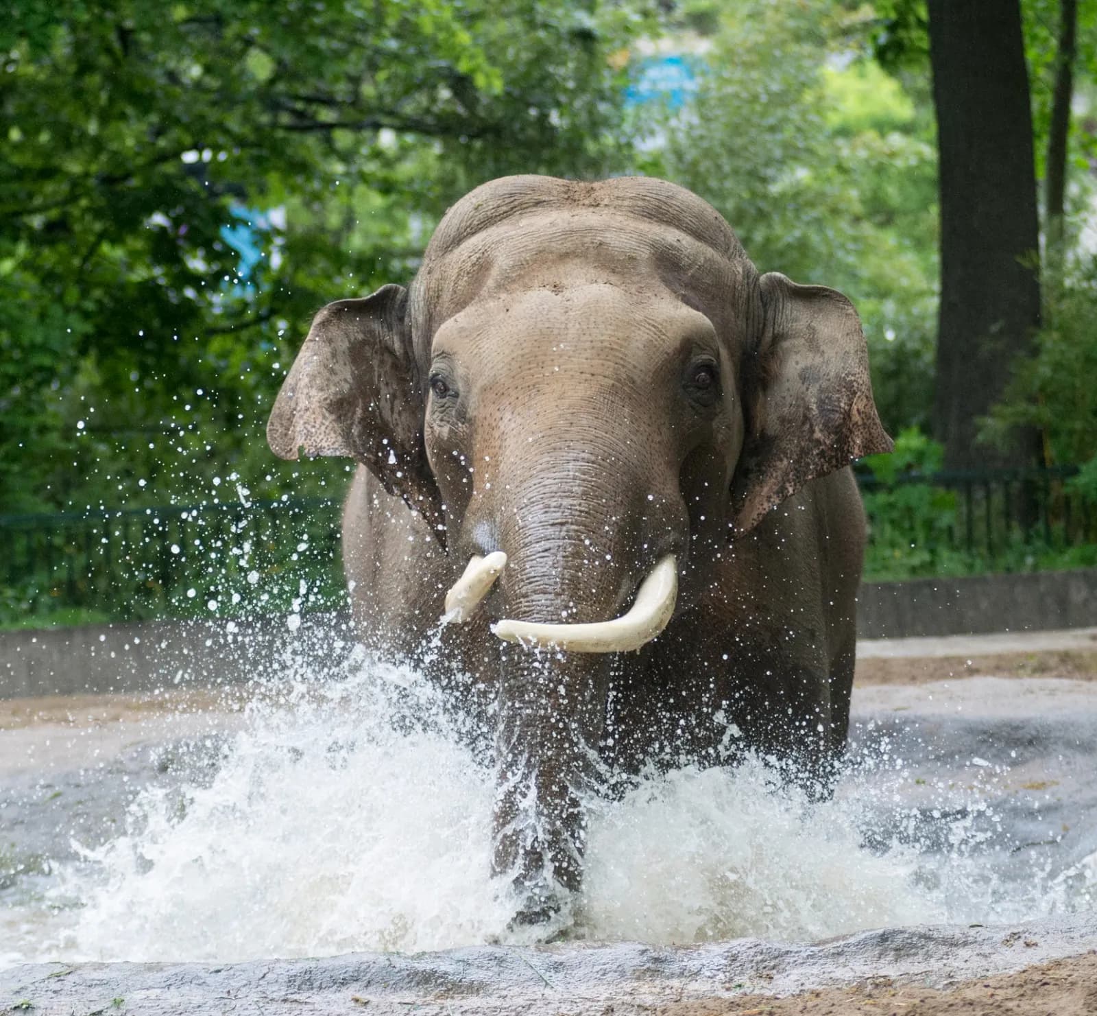 Zoo Berlin 4