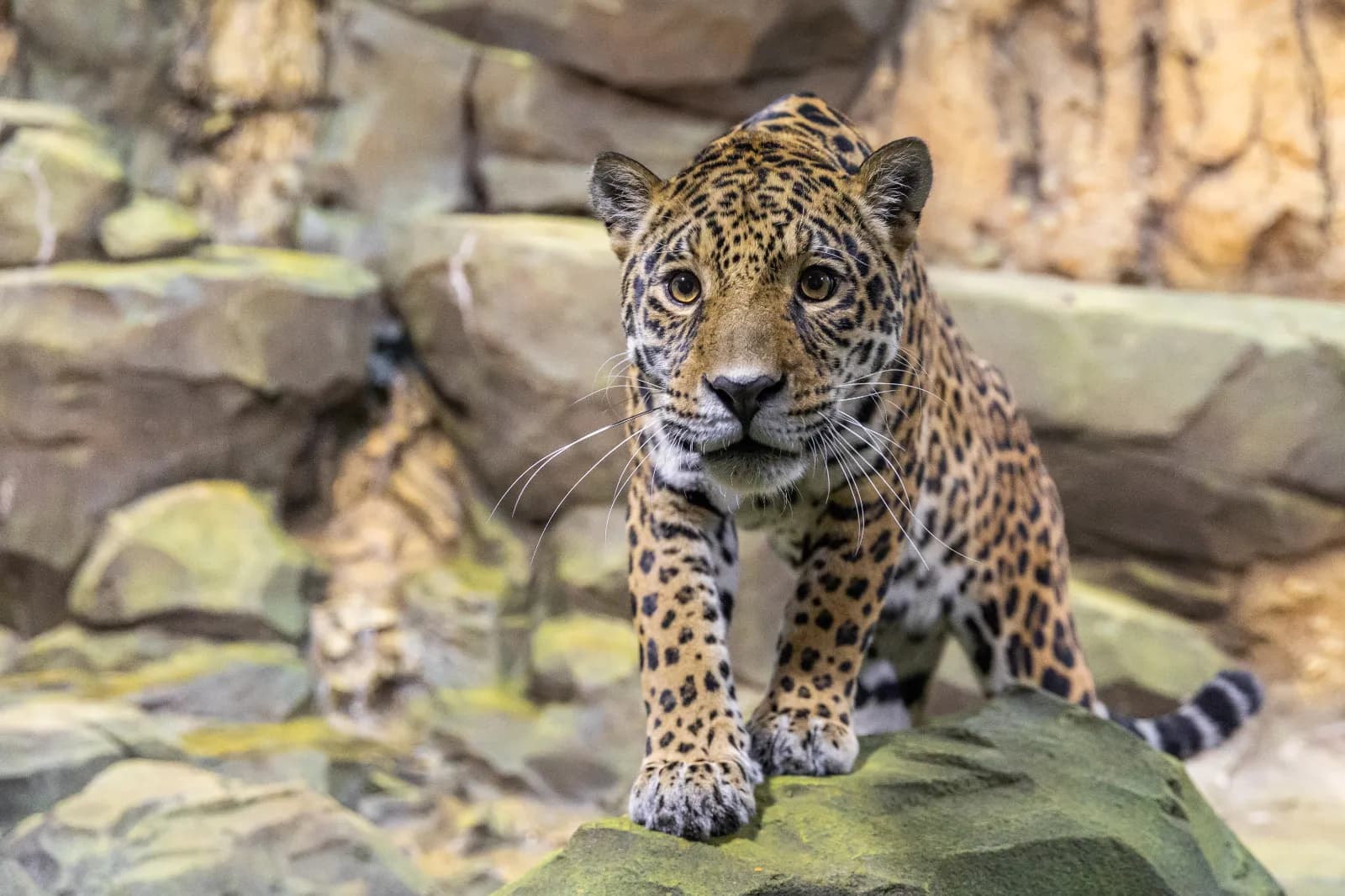 Zoo Berlin 2