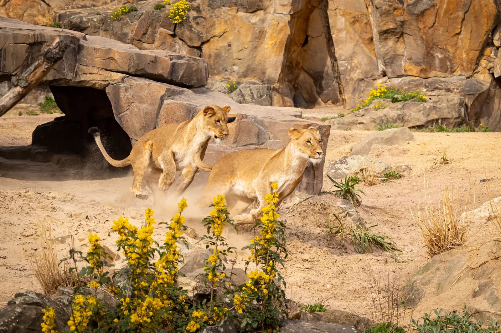 Zoo Berlin 1