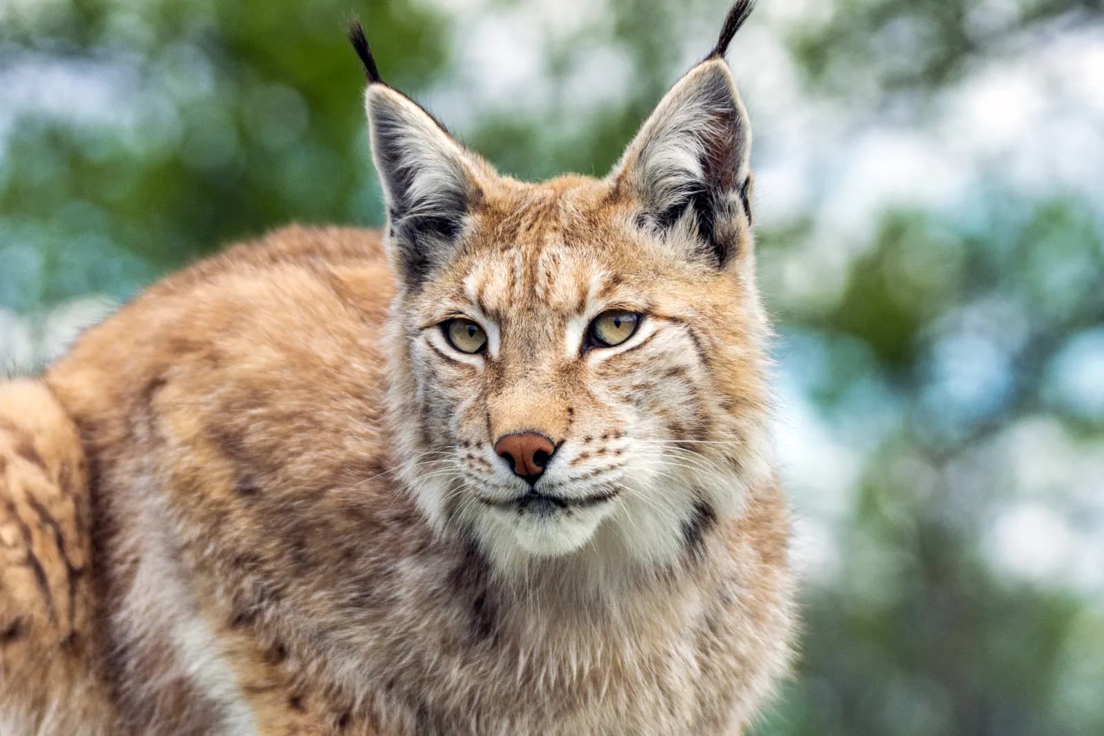 Wildpark Schwarze Berge 1