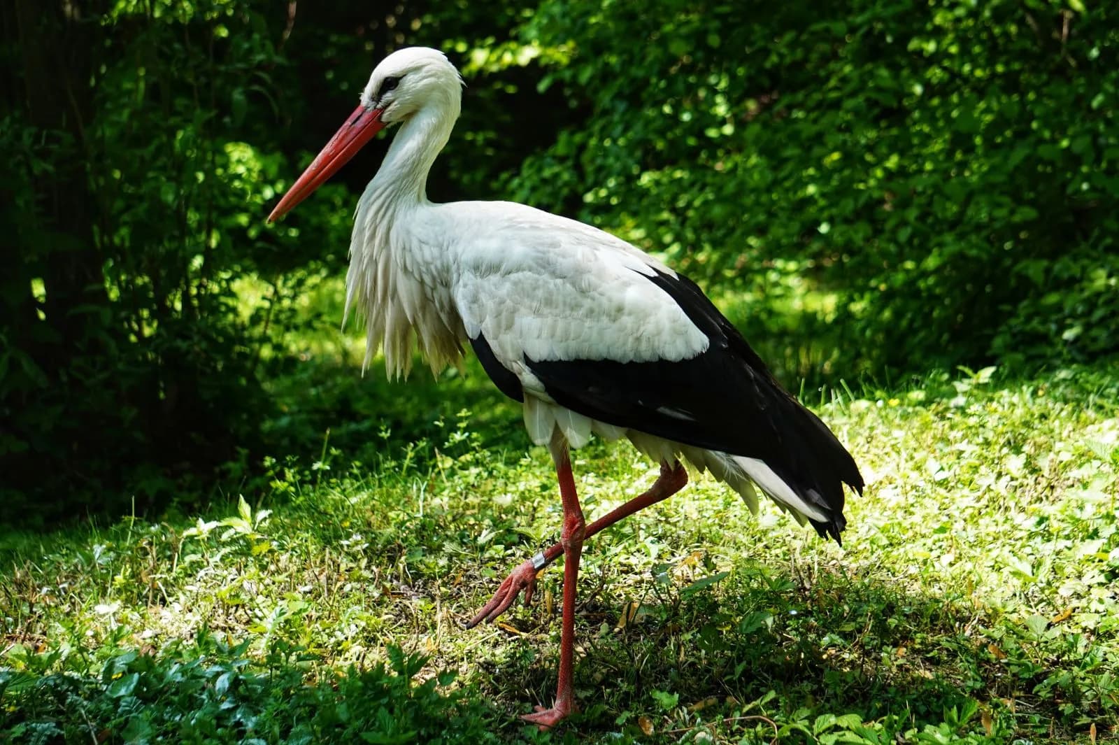 Tiergarten Straubing 2