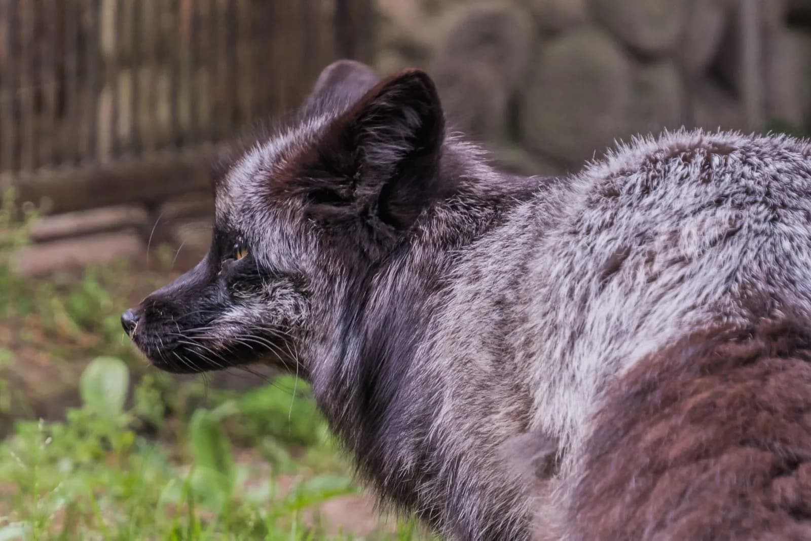 Tierpark Wismar 3