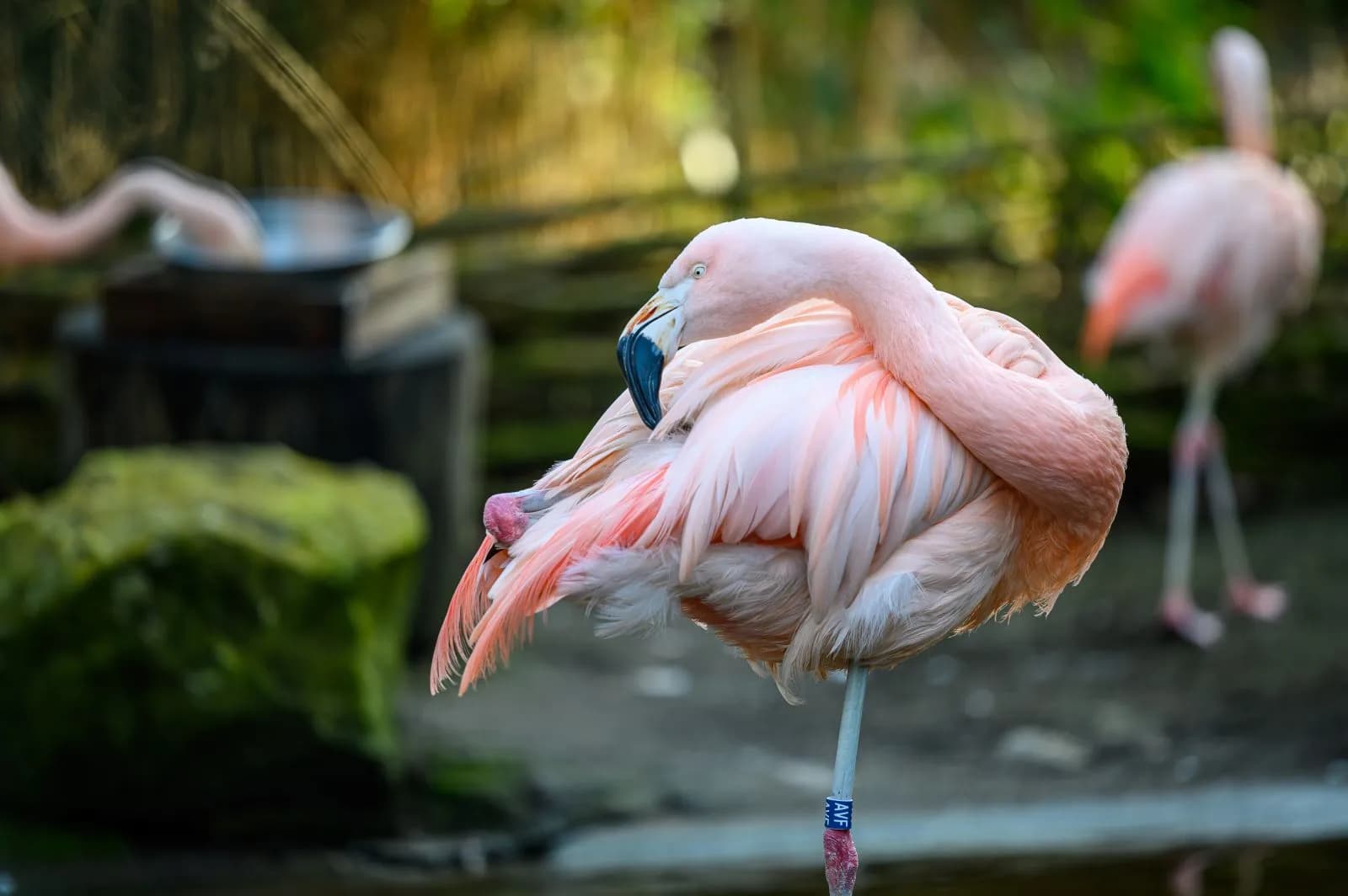 Tierpark Hamm 3