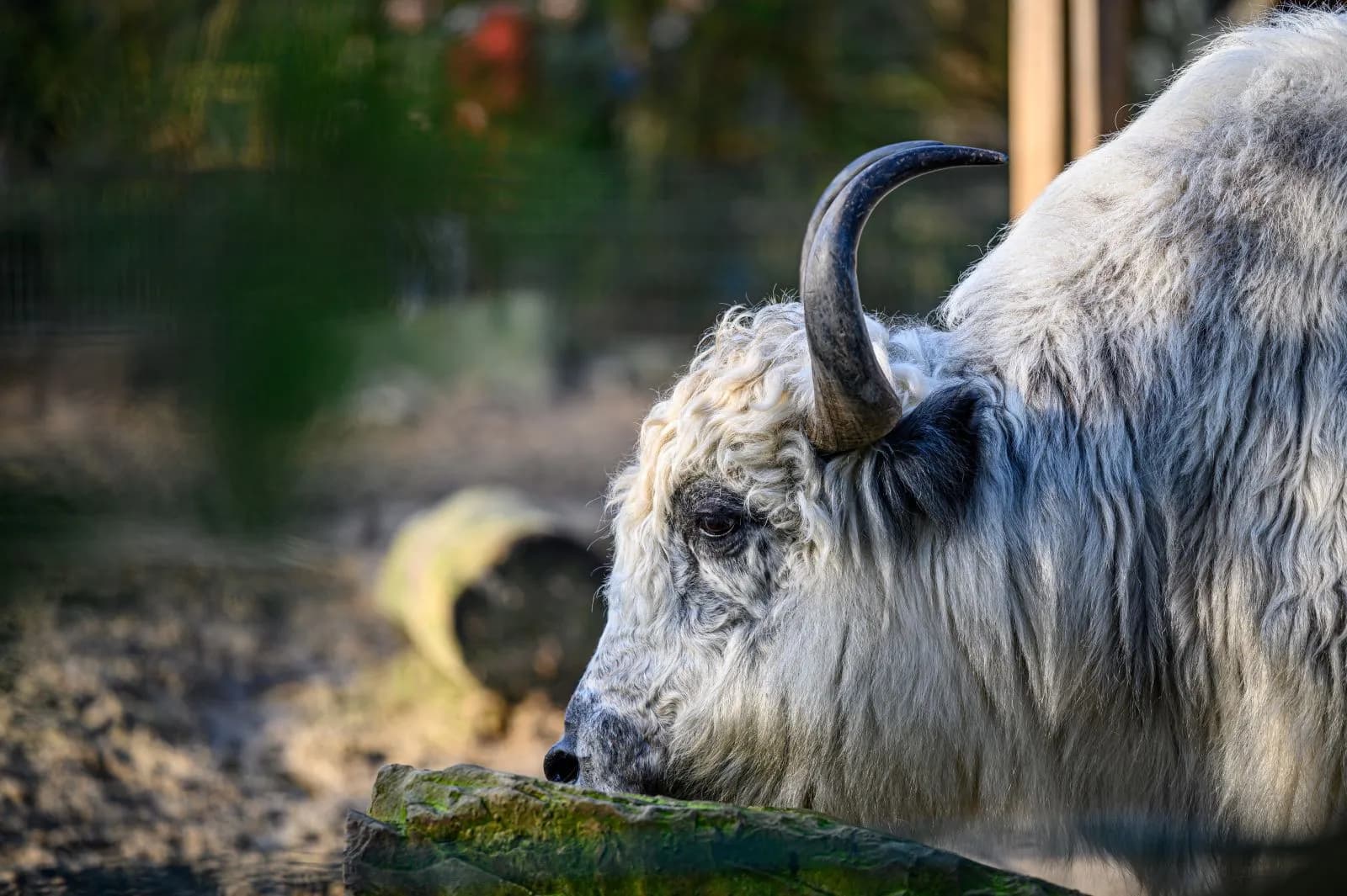 Tierpark Hamm 2