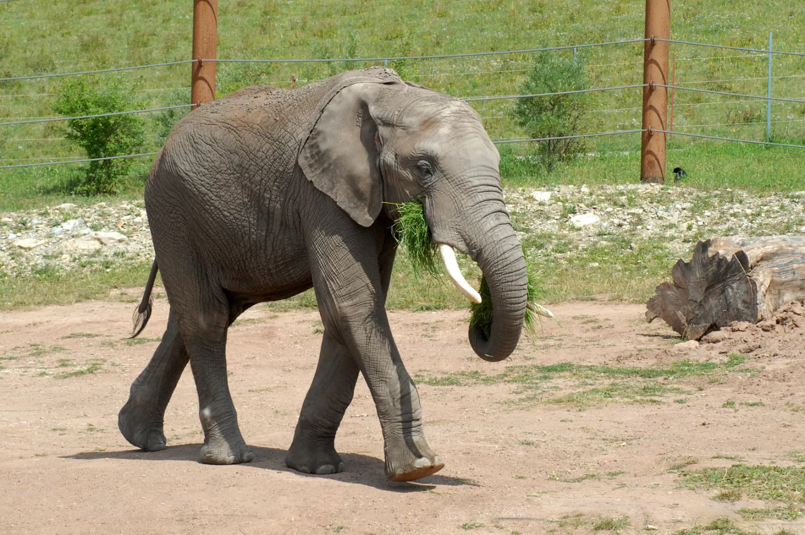 Thüringer Zoopark Erfurt 2