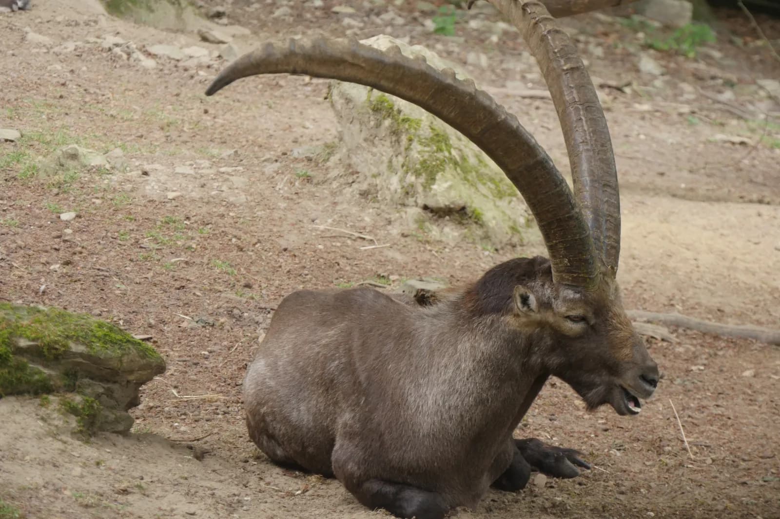 Heimat-Tierpark Olderdissen 4