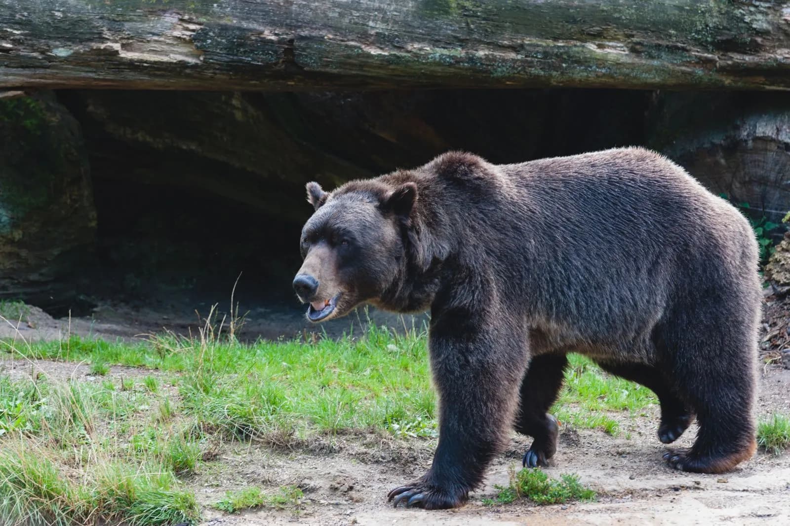Heimat-Tierpark Olderdissen 1